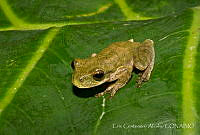 ECA0282 Ptychohyla euthysanota.jpg