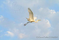 EGP0166 Ardea alba.jpg