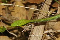 JCC0320 Leptophis mexicanus.JPG