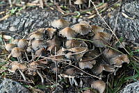 SM0519 Coprinellus micaceus.jpg