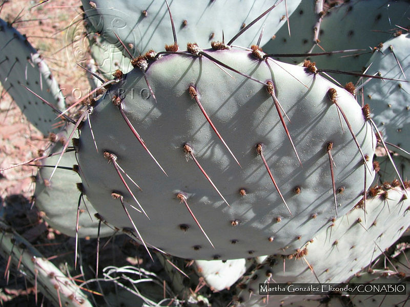 MGE0215%20Opuntia%20azurea.JPG.nyfRtv zMb2DE51hQA3g0JtbmFja29CbnFuZ3NAbXJ6LGtwZwA.94Iy3TMM7x