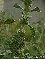 PTL1636 Marrubium vulgare.jpg