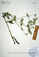 DZAJ011  Eryngium lemmonii.JPG