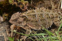 MN6F0285 Phrynosoma orbiculare.jpg