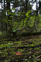 IMDOC0316 Fungi.jpg
