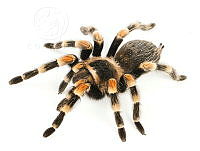 MASM08142  Brachypelma smithi.jpg