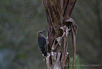 MASM02537 Melanerpes aurifrons.jpg