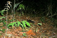 ILT0007 Conepatus semistriatus.jpg