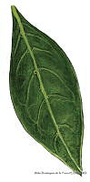 ADDLT0011 Conocarpus erectus.JPG