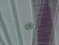 UNAMGAMZ-26 Cyanothece sp..jpg