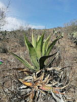 RG016 0809 Agave salmiana.jpg