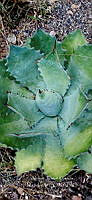 RG019 0108 Agave potatorum.jpg