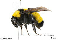 ME006 Abejas 0045 Bombus pensylvanicus (DeGeer, 1773).jpg