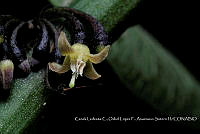Atleq 0648 Witheringia solanacea.jpg
