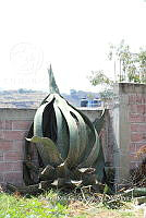 SG002 0029 Agave sp..jpg