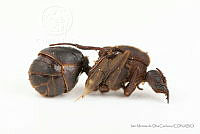 IMDOC3422 Atta mexicana.jpg