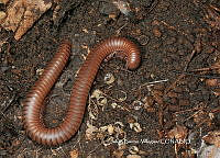 JBV018 Orthoporus mimus.JPG