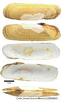 KT014 0373 Tagelus longisinuatus.JPG