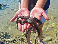 NBA0051 Ophiocoma aethiops.JPG