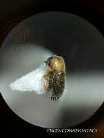 WR012 147 Hypothenemus squamosus.jpg