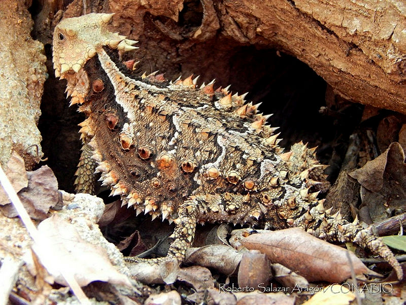 RSA0008%20Phrynosoma%20asio.jpg.iSfK74X MQFpIYthQA3g0JtbmFja29CbnFuZ3NAbXJ6LGtwZQA.TTn Pg0kzw