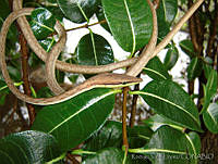 RVL0177 Oxybelis aeneus.jpg