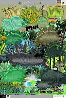 WIXARIKA_magueyes.jpg