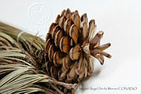 MASM06783 Pinus oocarpa.jpg