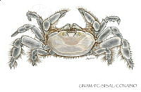 UNAM_FC-SISAL-0088 Pinnotheridae.jpg