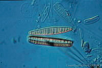 UNAMECU-23 Denticula kuetzingii.jpg