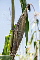 IMDOC4241 Zea mays.jpg