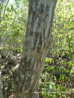 MRG-2017-1406C Erythrina lanata (MRG-15nov17-a).JPG