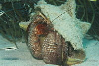 IDG1583 Patrochirus diogenes.jpg