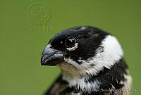 MASM03874 Sporophila torqueola moreletti.jpg