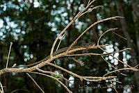 IDG0419 Basiliscus vittatus.jpg