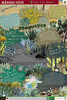 ESPAÑOL magueyes.jpg