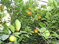 CGL0683 Citrus reticulata.jpg