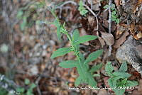 JJBC0554 Verbesina mollis.JPG