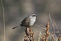 IMDOC0392 Oriturus superciliosus.jpg