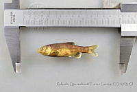 RQTG0595 Codoma ornata.jpg