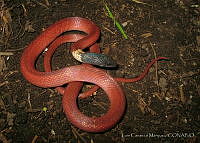 LCM0031 Coniophanes melanocephalus.jpg