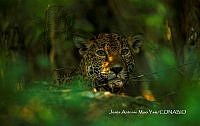 MN6F0288 Panthera onca.jpg
