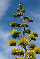3R 00927 Agave.tif