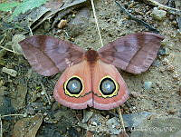 JCGM00448 Automeris sp..jpg