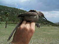 ODC0021 Toxostoma crissale.jpg