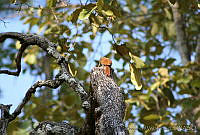 XVP0014 Xiphorhynchus flavigaster.jpg