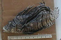 HE009 P 1538 Pez león asiático.jpg