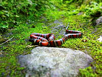 AYND01 Lampropeltis ruthveni.jpg