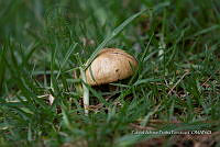 ZAPF 0828 Amanita caesarea.jpg