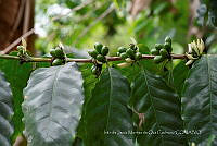 IMDOC3882 Coffea arabica (2).jpg